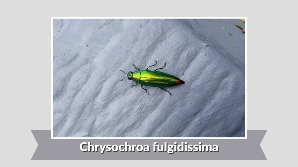 Chrysochroa fulgidissima