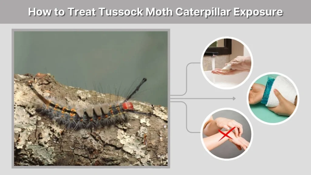 How to Treat Tussock Moth Caterpillar Exposure