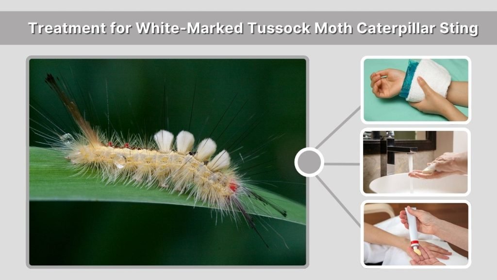 Treatment for White-Marked Tussock Moth Caterpillar Sting