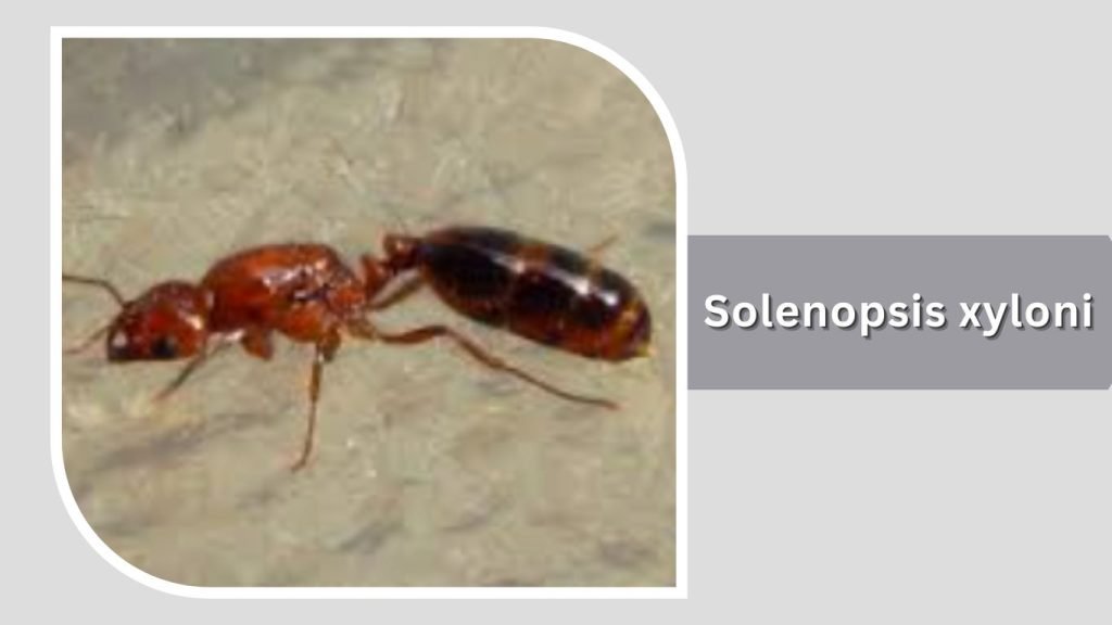 Solenopsis xyloni