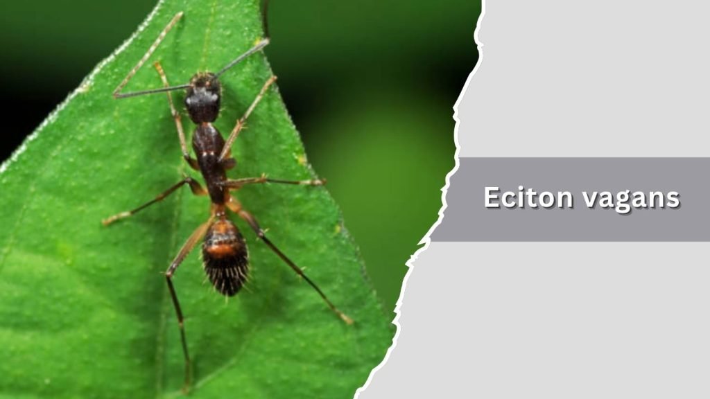  Eciton vagans 