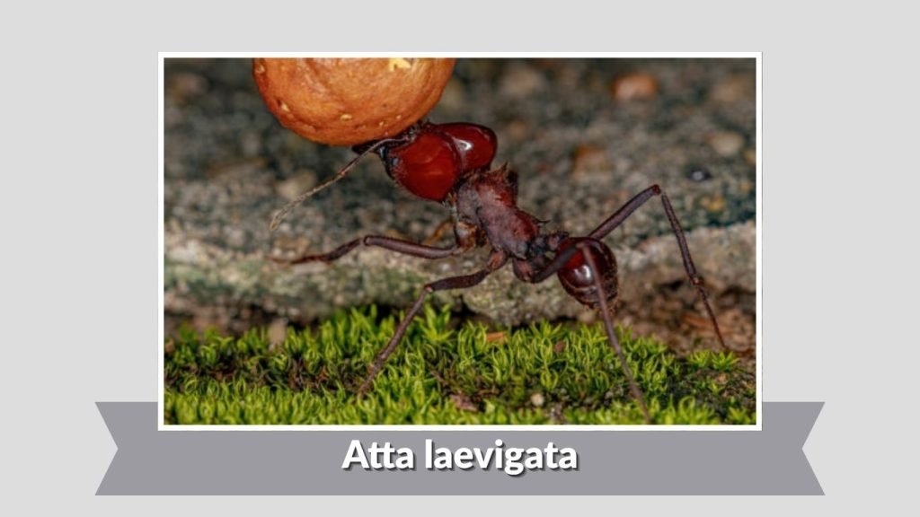 Atta laevigata