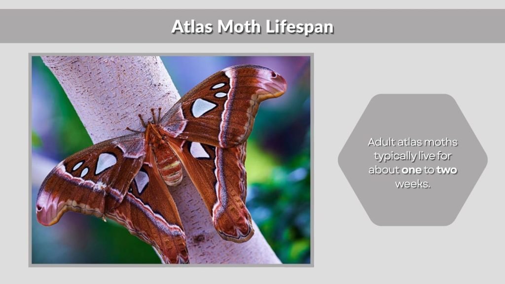 Atlas Moth Lifespan