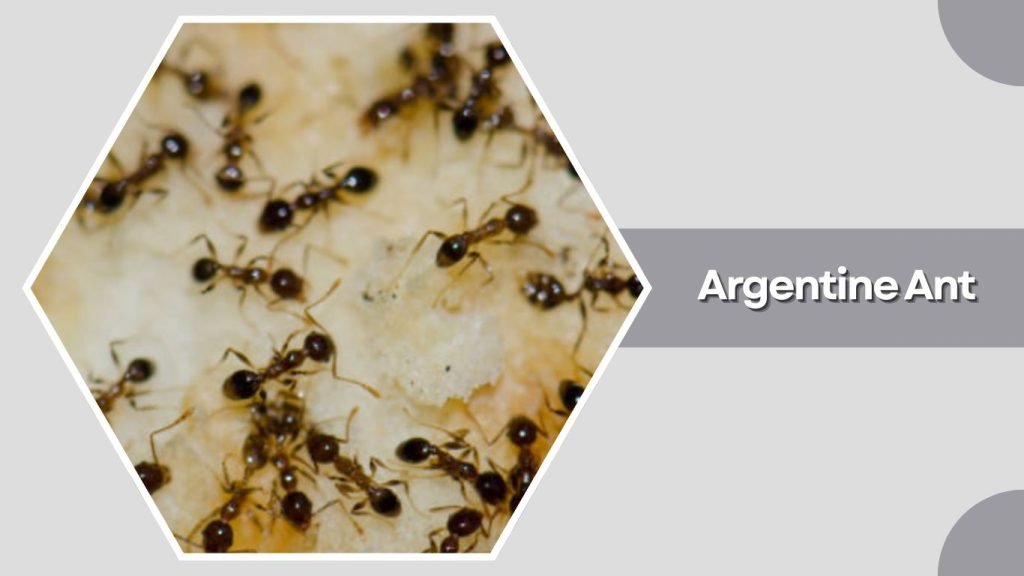 Argentine Ant