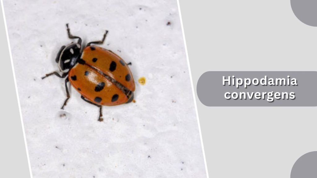 Hippodamia convergens