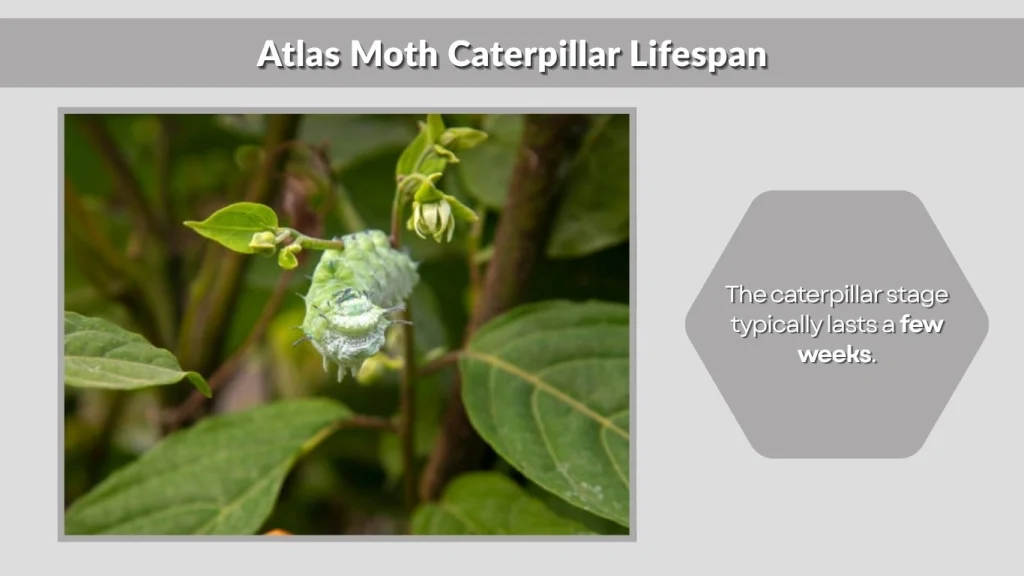 Atlas Moth Caterpillar Lifespan