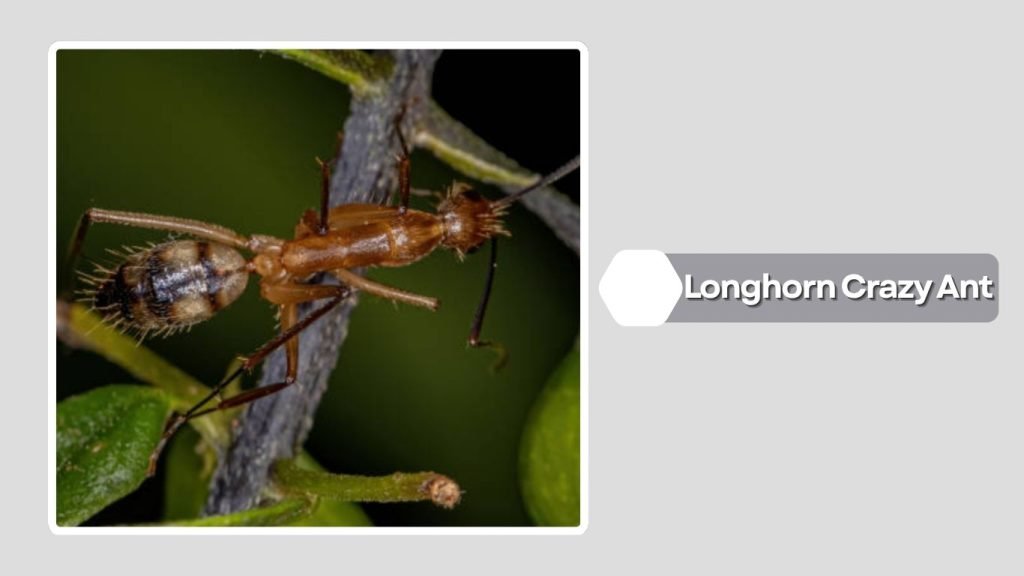  Longhorn Crazy Ant