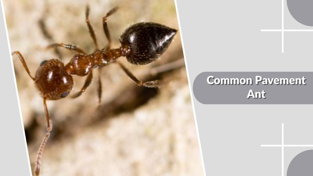  Common Pavement Ant