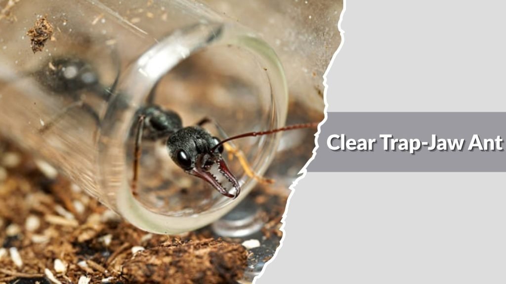 Clear Trap-Jaw Ant