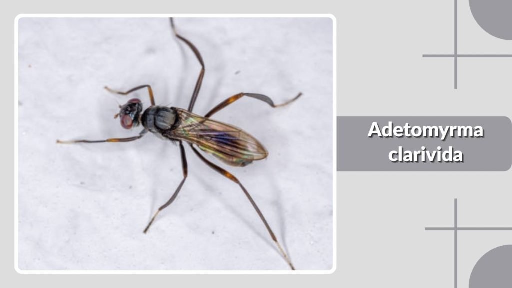 Adetomyrma clarivida