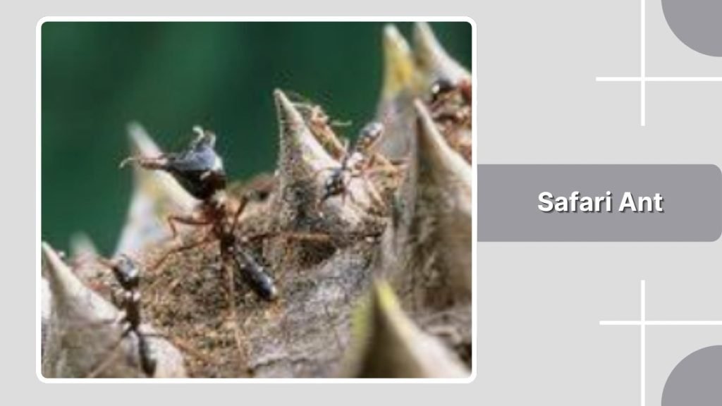 Safari Ant