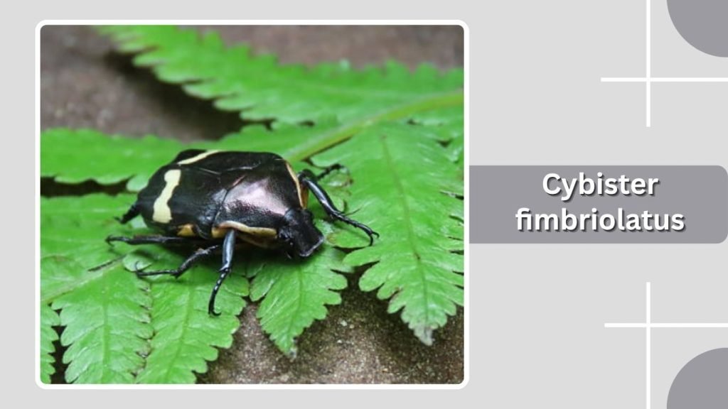 Cybister fimbriolatus