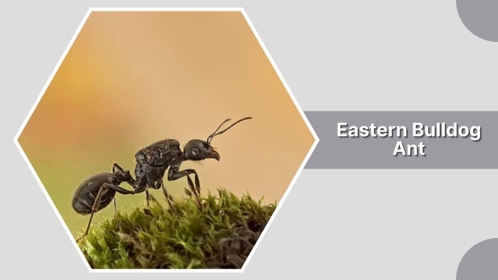Eastern Bulldog Ant