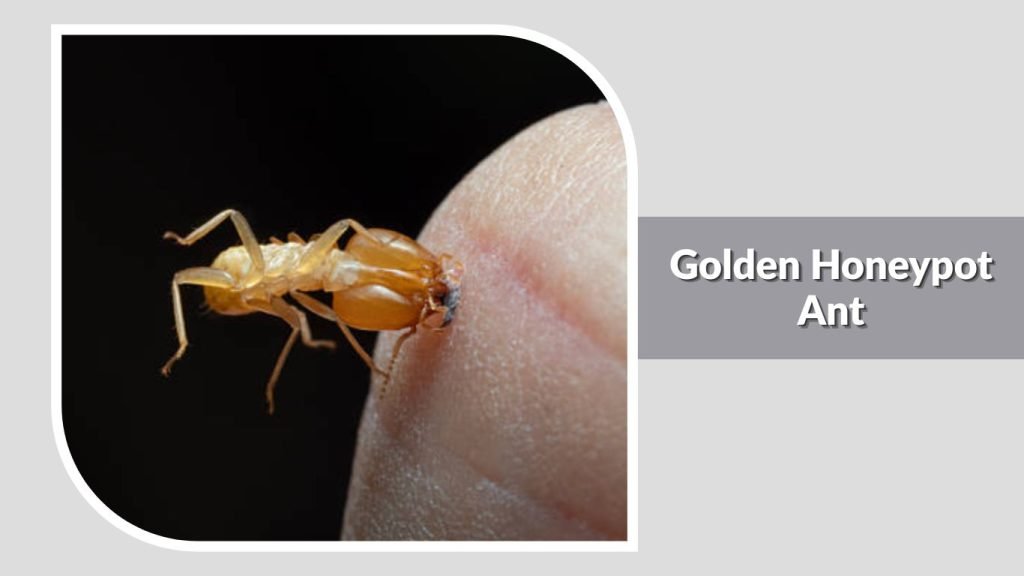 Golden Honeypot Ant
