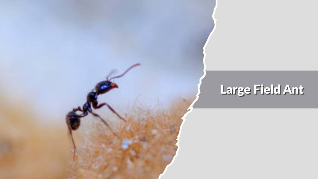  Large Field Ant