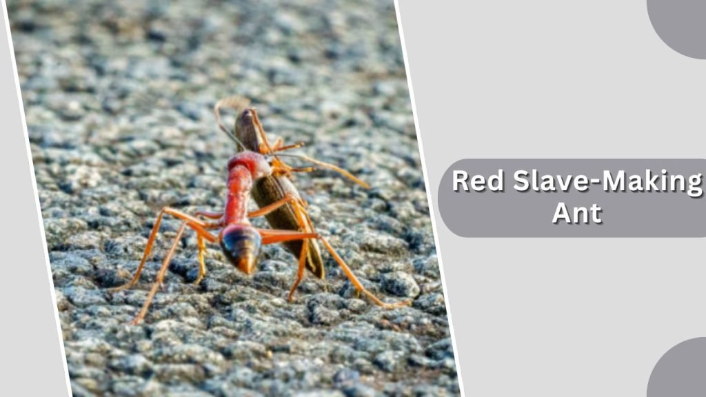 Red Slave-Making Ant
