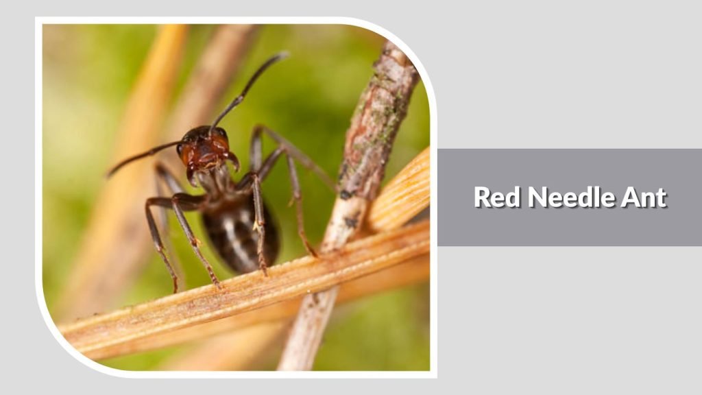 Red Needle Ant