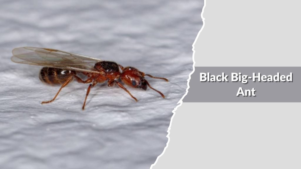 Black Big-Headed Ant