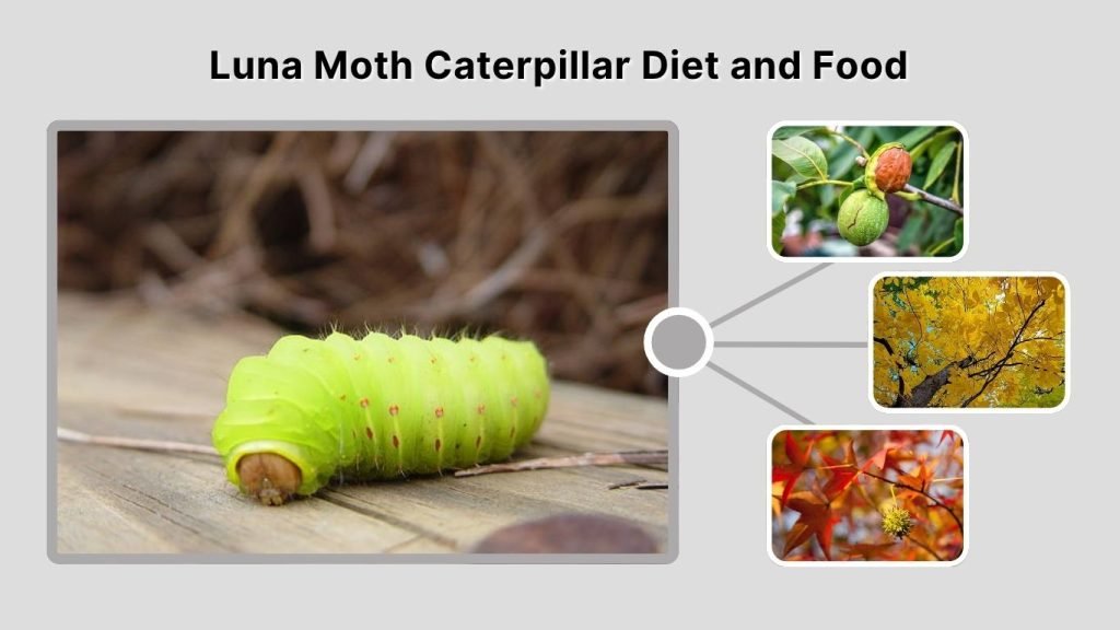Luna Moth Caterpillar Diet and Food