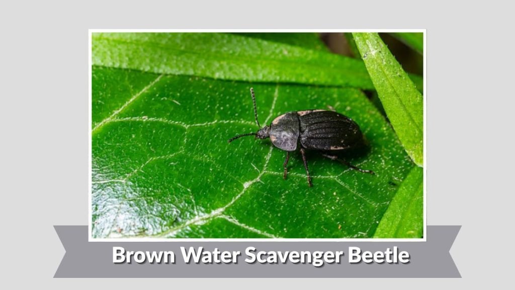 Brown Water Scavenger Beetle