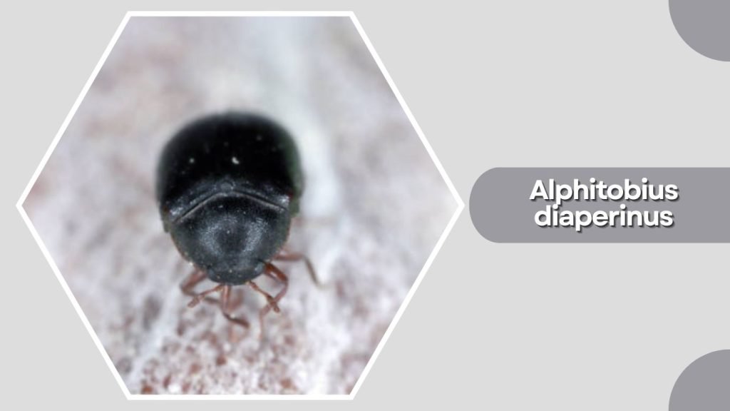 Alphitobius diaperinus