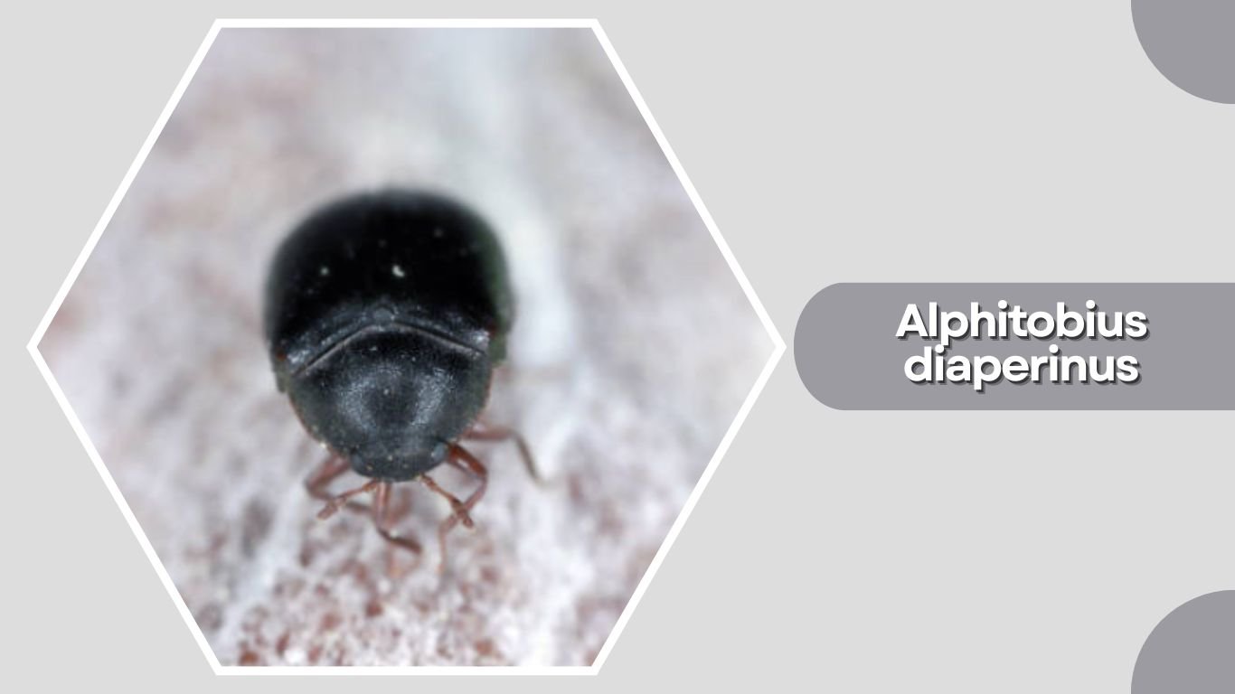 27 Types of Darkling Beetles: Species Identification Guide