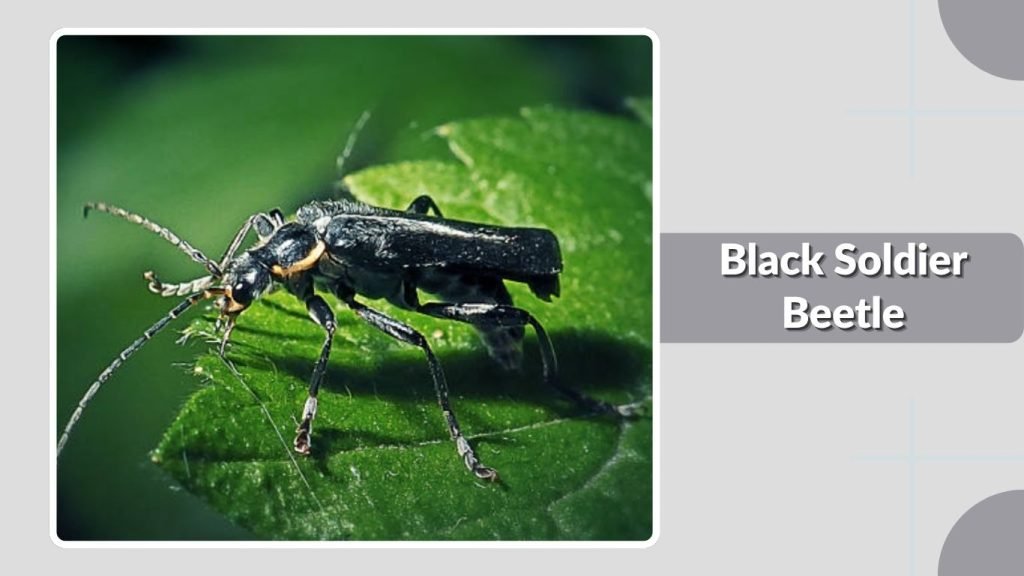 Black Soldier Beetle