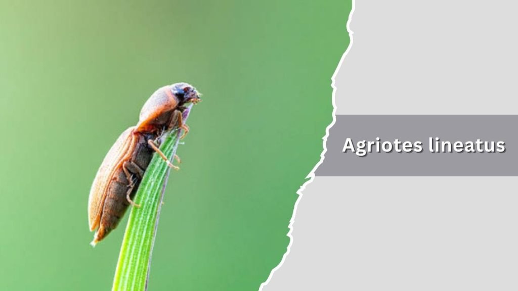 Agriotes lineatus