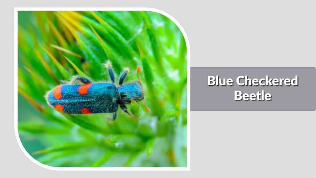 Blue Checkered Beetle