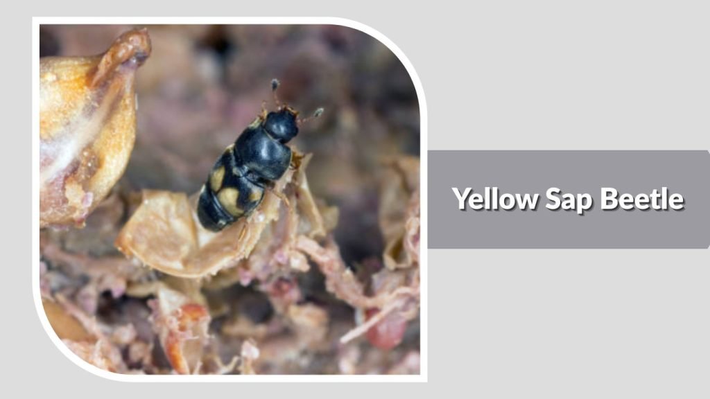  Yellow Sap Beetle