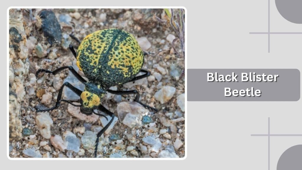 Black Blister Beetle