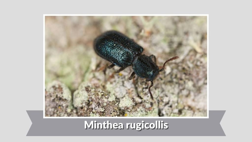 Minthea rugicollis