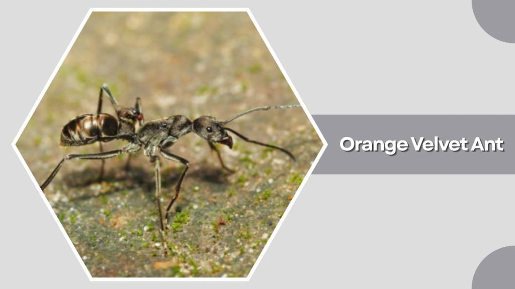 Orange Velvet Ant
