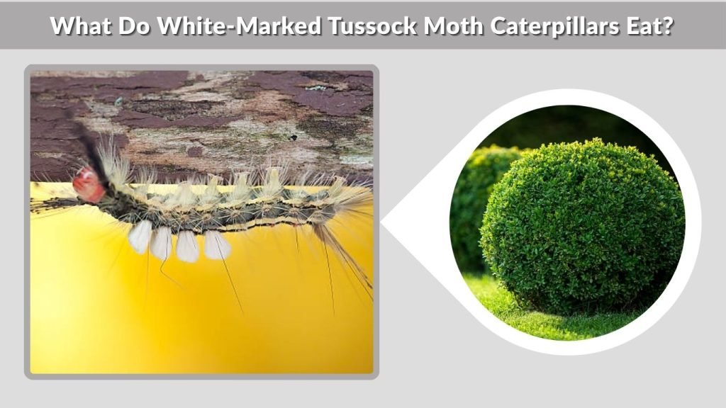 What Do White-Marked Tussock Moth Caterpillars Eat?
