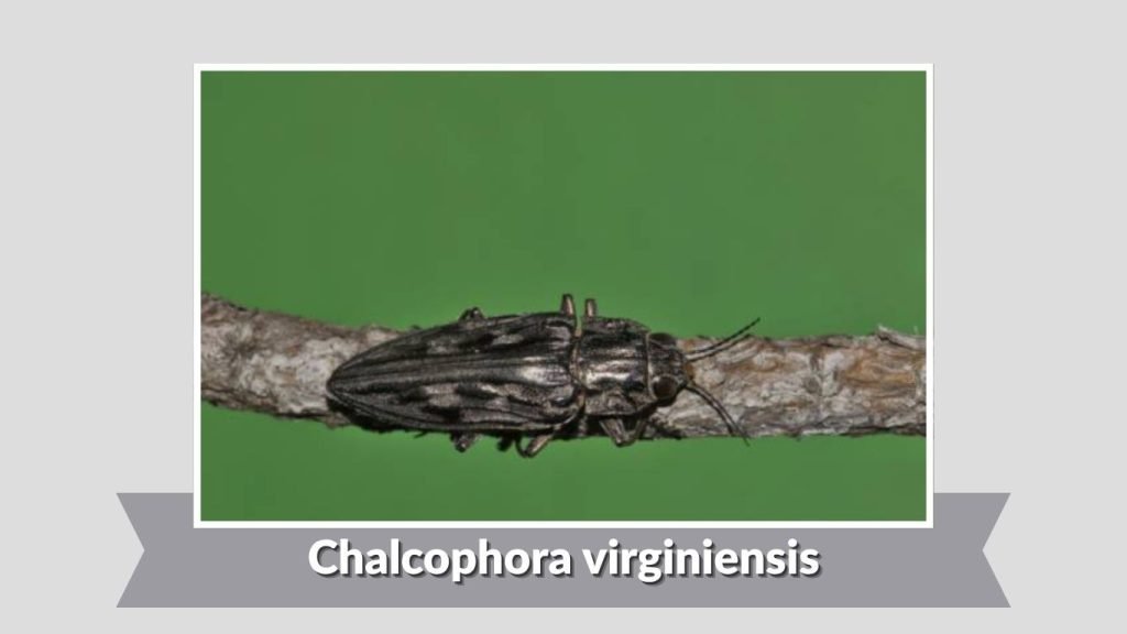 Chalcophora virginiensis