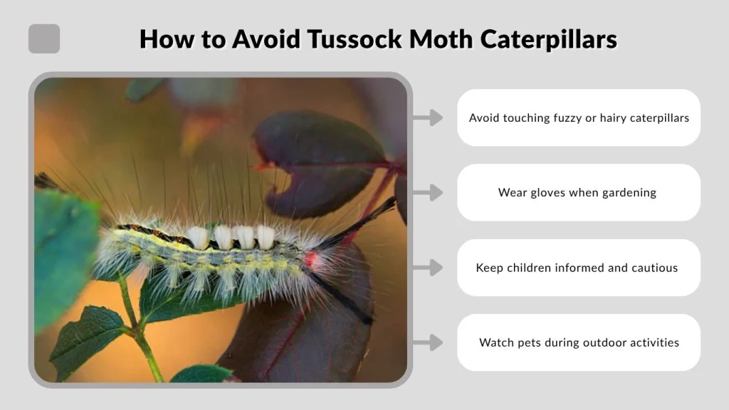 How to Avoid Tussock Moth Caterpillars