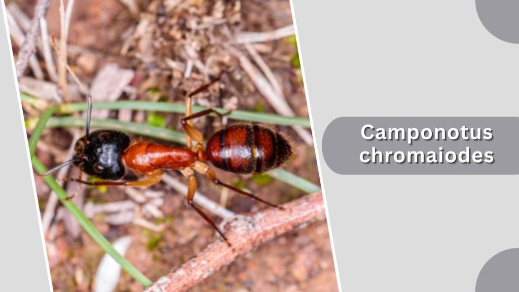 Camponotus chromaiodes