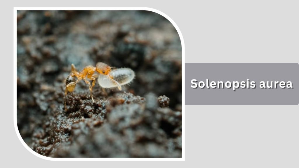 Solenopsis aurea 