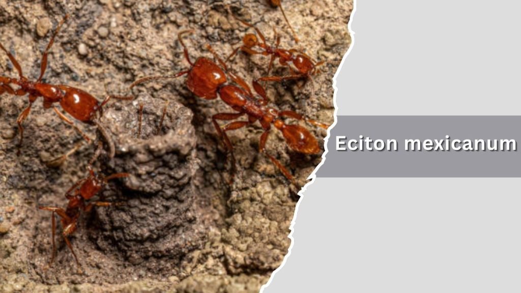  Eciton mexicanum