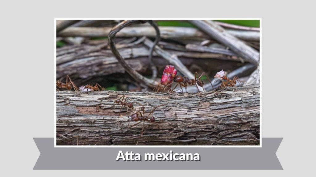 Atta mexicana