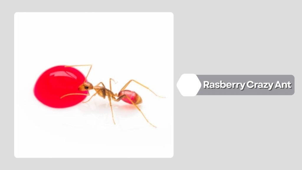 Rasberry Crazy Ant