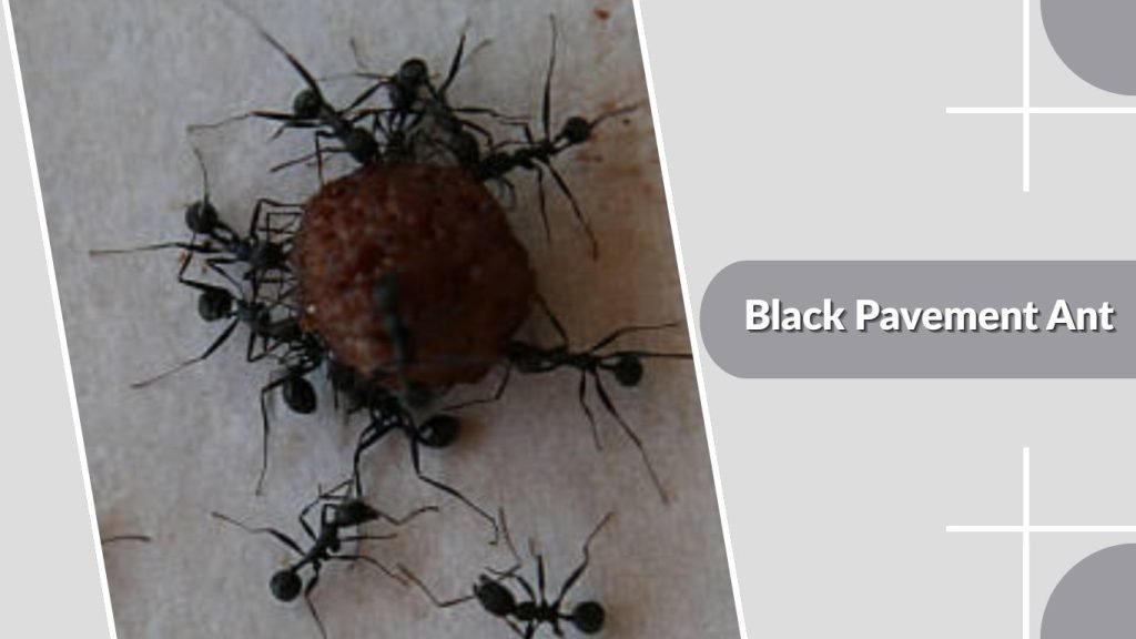 Black Pavement Ant