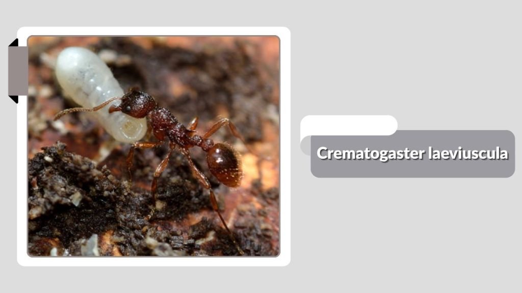 Crematogaster laeviuscula