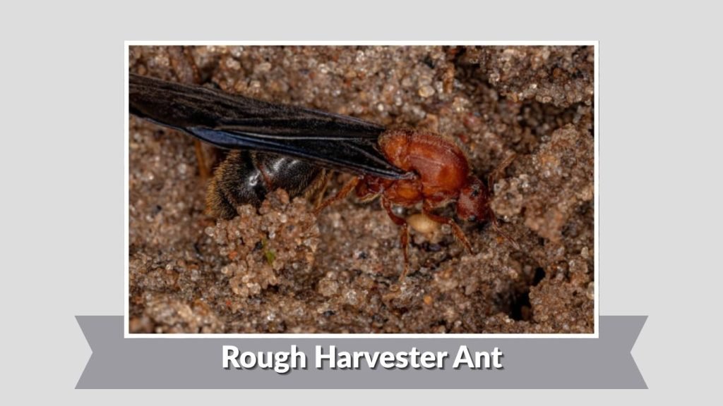 Rough Harvester Ant