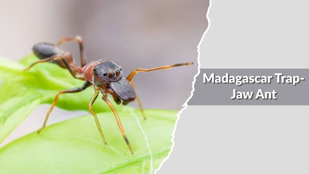 Madagascar Trap-Jaw Ant