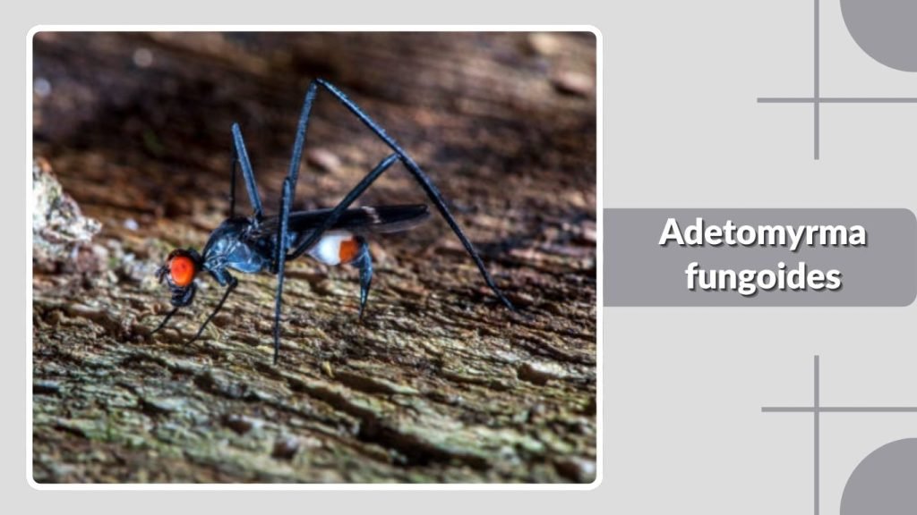 Adetomyrma fungoides