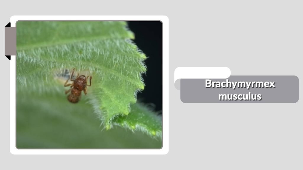 Brachymyrmex musculus