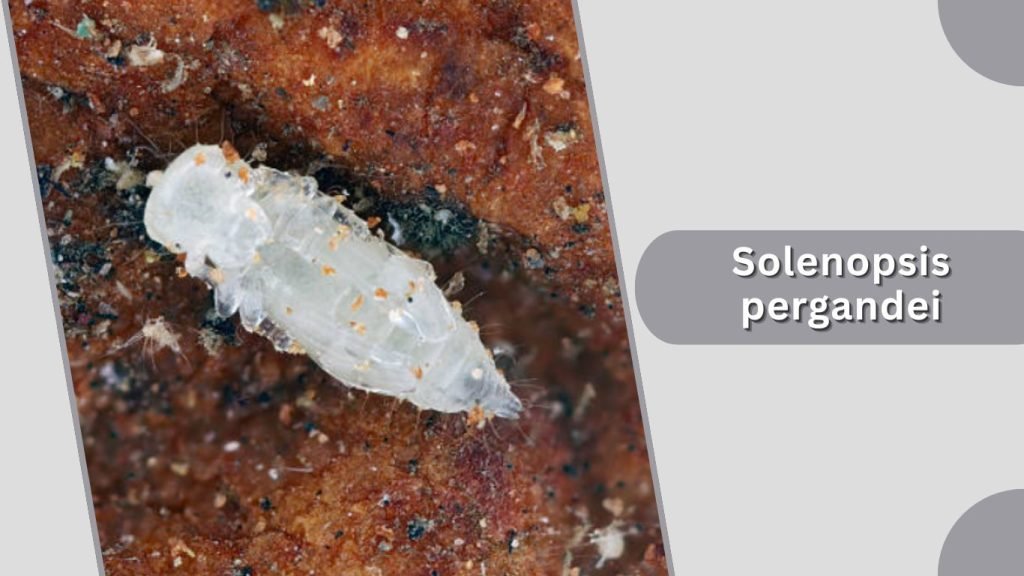 Solenopsis pergandei