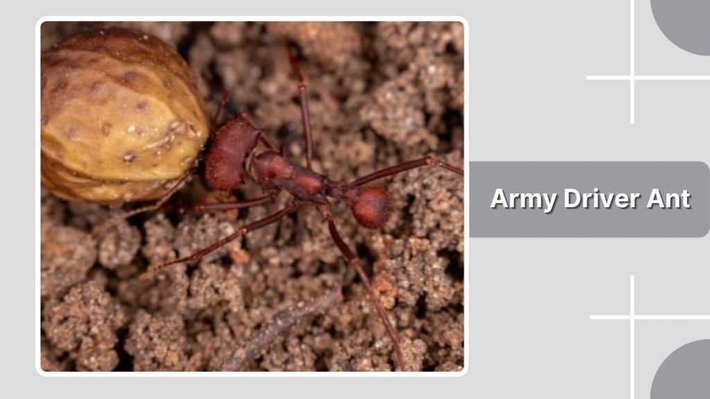 Army Driver Ant