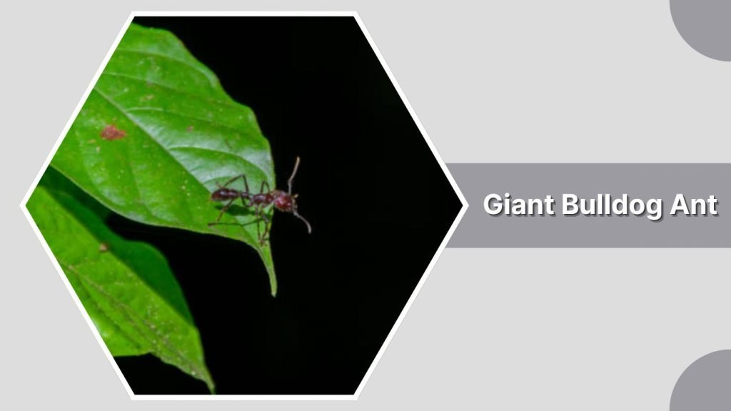 Giant Bulldog Ant